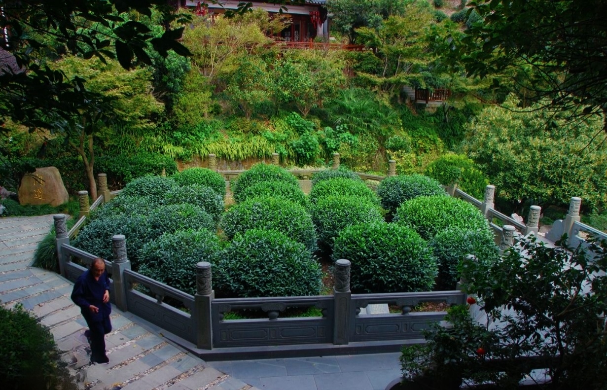 中国十大名茶的特点和种类,中国10大名茶是哪些具有哪些特点