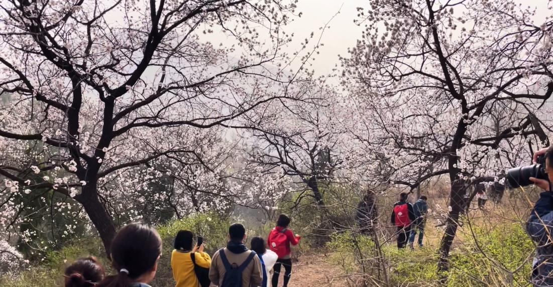 郑州最适合踏青赏花爬山的地方,郑州春日赏花好去处推荐