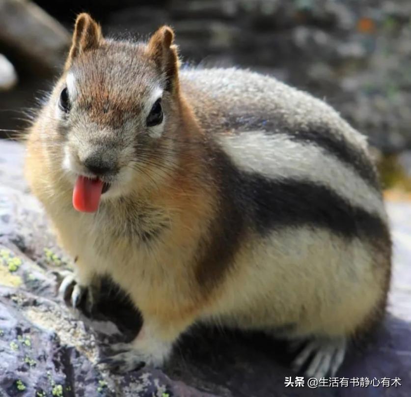 涨知识动物,强壮花栗鼠