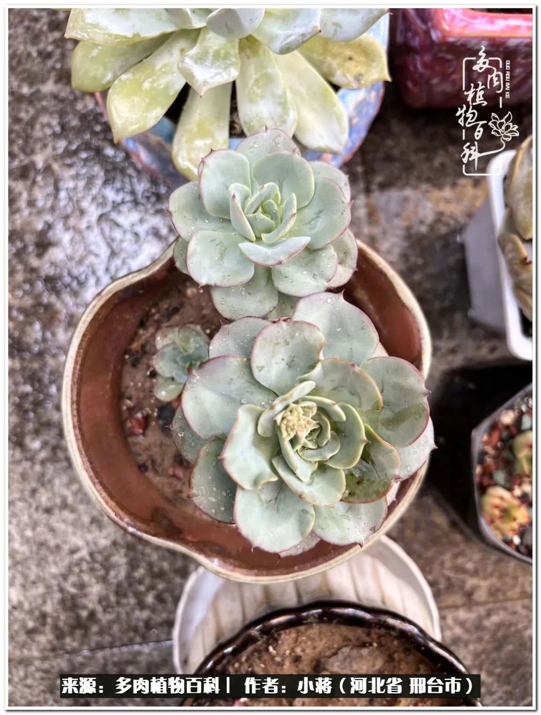 我与多肉植物之间的故事,我和多肉十二卷的故事100字