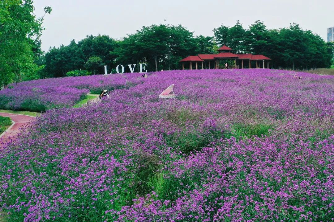 厦门可以看海的五星级酒店,去厦门旅游不住厦门的推荐