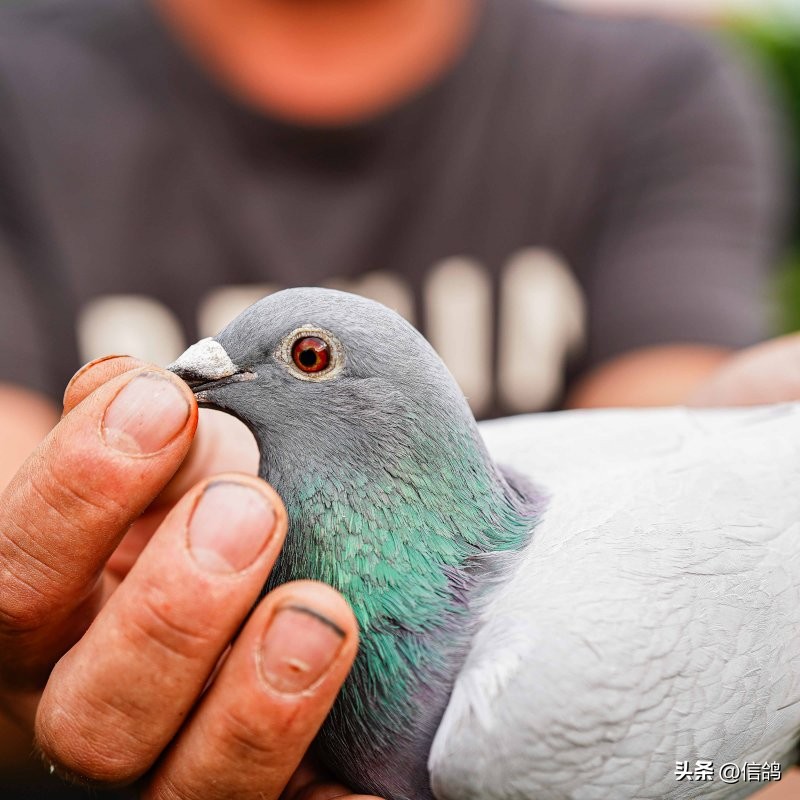 “奶酪”基因就是强大，只要一沾血就能飞冠军，亚精顿III再夺冠