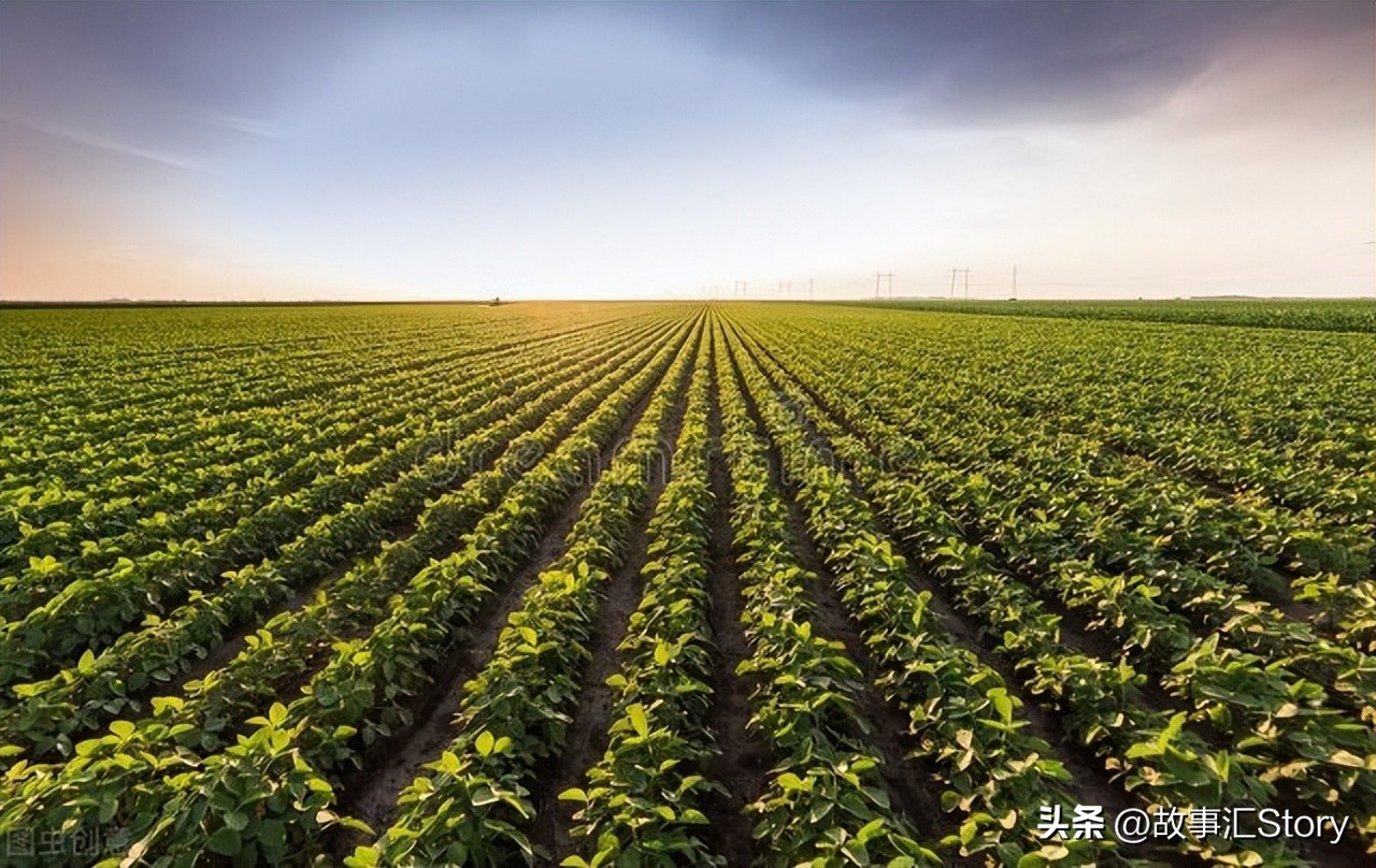 东北人去俄罗斯边境种地,中国人在俄罗斯种地经历