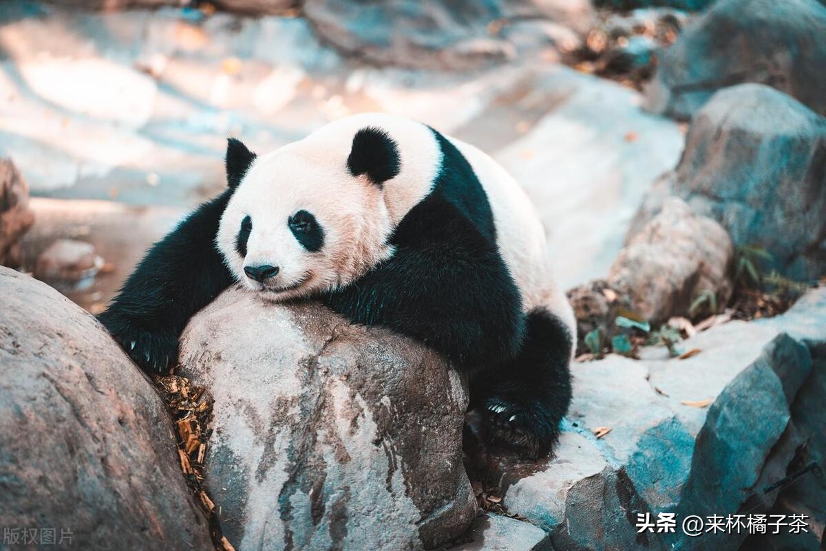 长隆和长鹿哪个门票便宜,长鹿动物园和长隆动物园哪个好玩