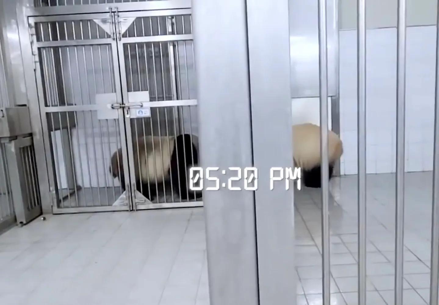 央妈也蹭热度官宣爱宝二胎，宝家族自然繁育的故事，再次开花结果