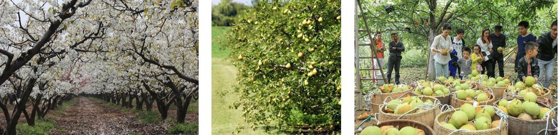 石家庄现代农业观光园,石家庄农业观光园怎么样