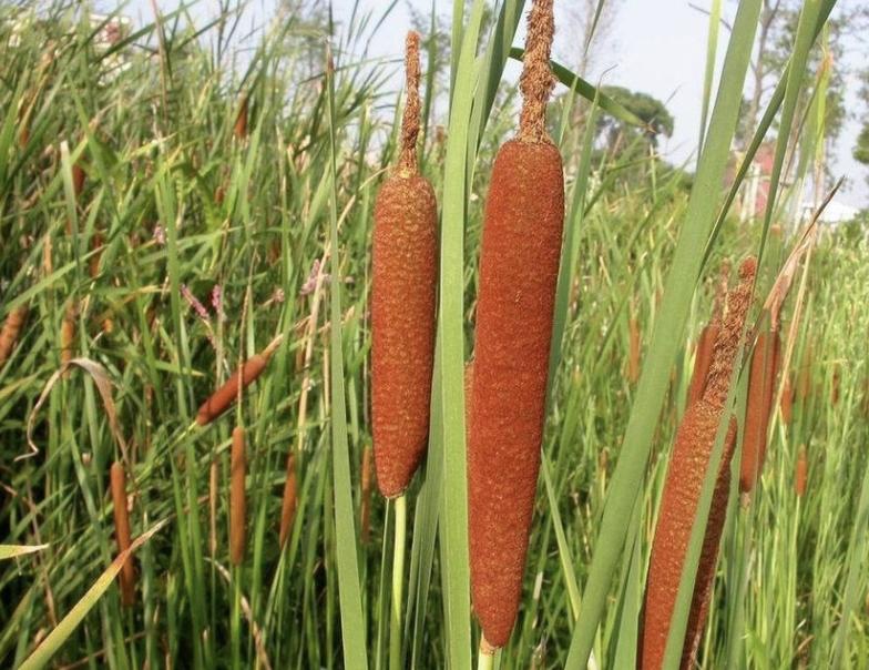 香肠草功效与作用,香肠草能治什么病