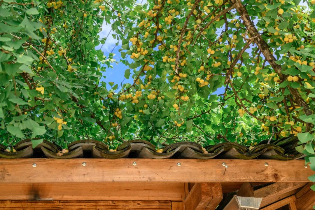 腾冲出游,腾冲诗和远方