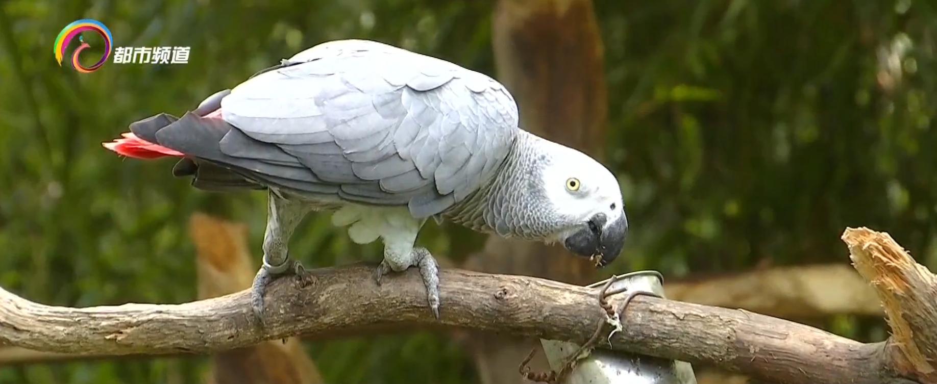 动物预测世界杯四强赛,世界杯半决赛动物预测