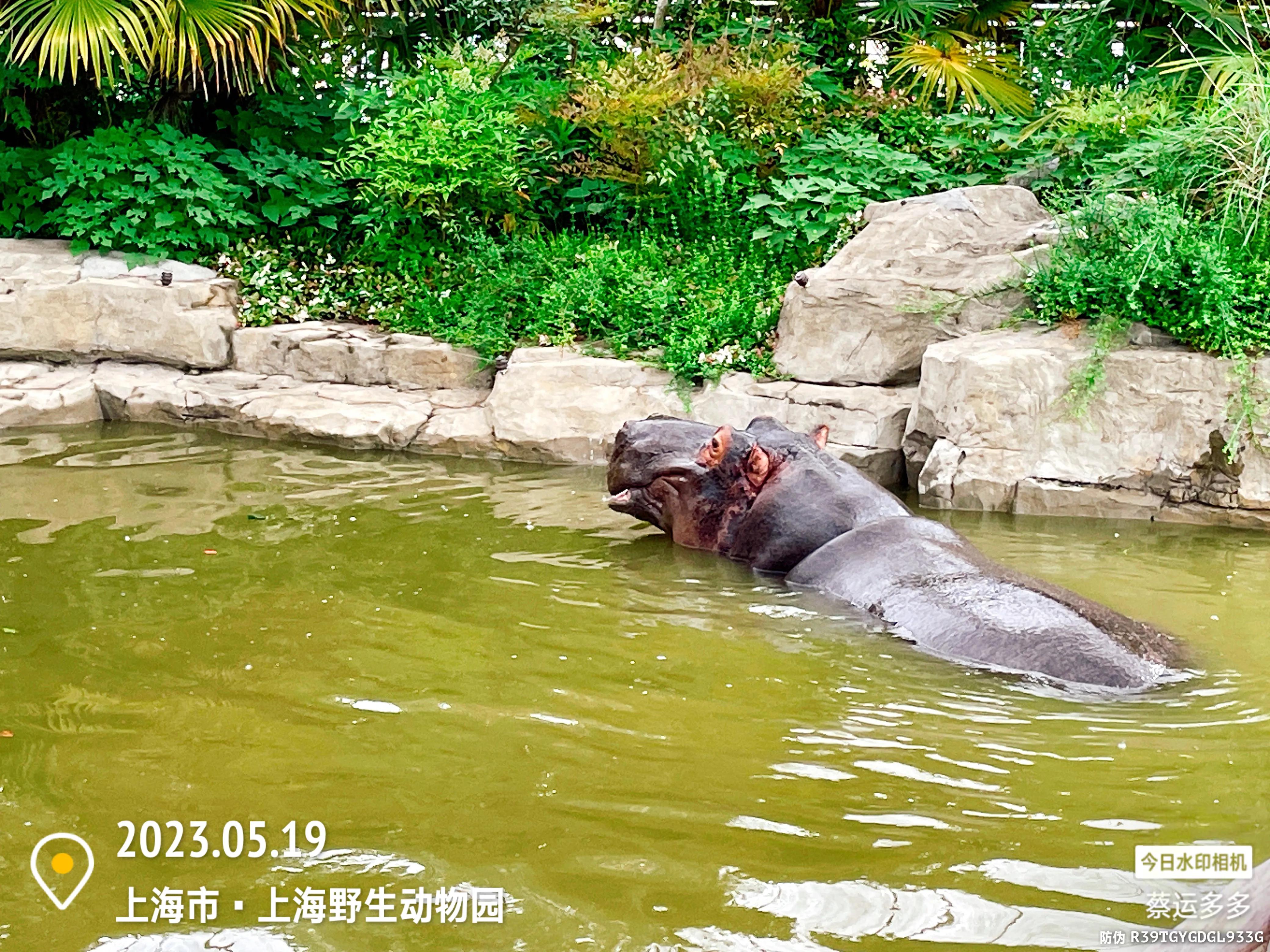 我喜爱的动物是小猫,什么动物招人喜爱