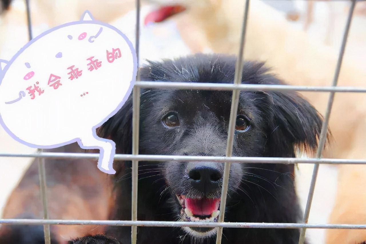 以领养代替购买,领养代替购买的意义