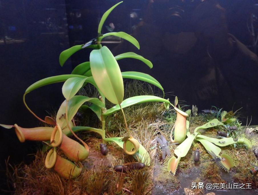 上海旅游18个景点攻略,上海周边有山的5a景区