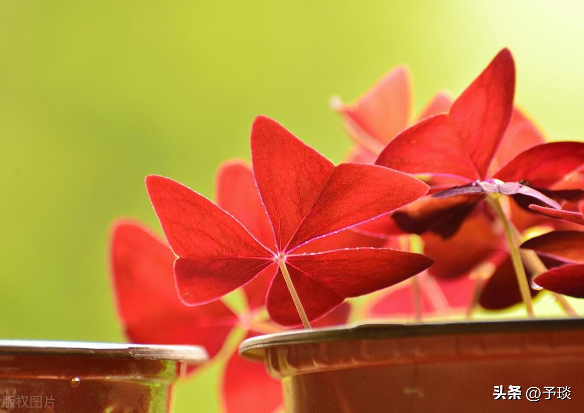三叶草阿迪达斯,三叶草运动鞋