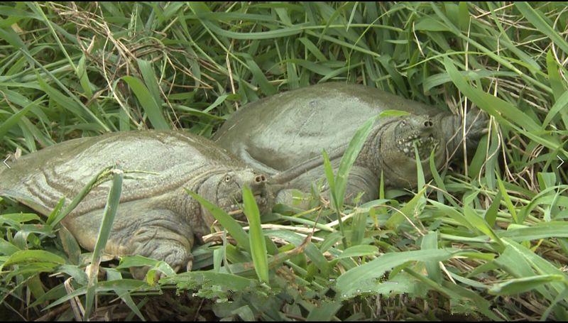 甲鱼冬季养殖加温的技术有哪些？浙江甲鱼养殖场哪家好？