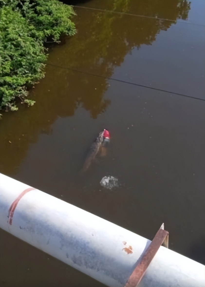 29岁足球运动员被鳄鱼咬死,被鳄鱼咬死的足球运动员