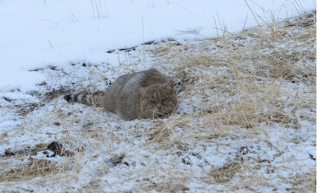 青海荒漠猫咬死100多只鸡,野生豹猫在山西咬死60余只鸡