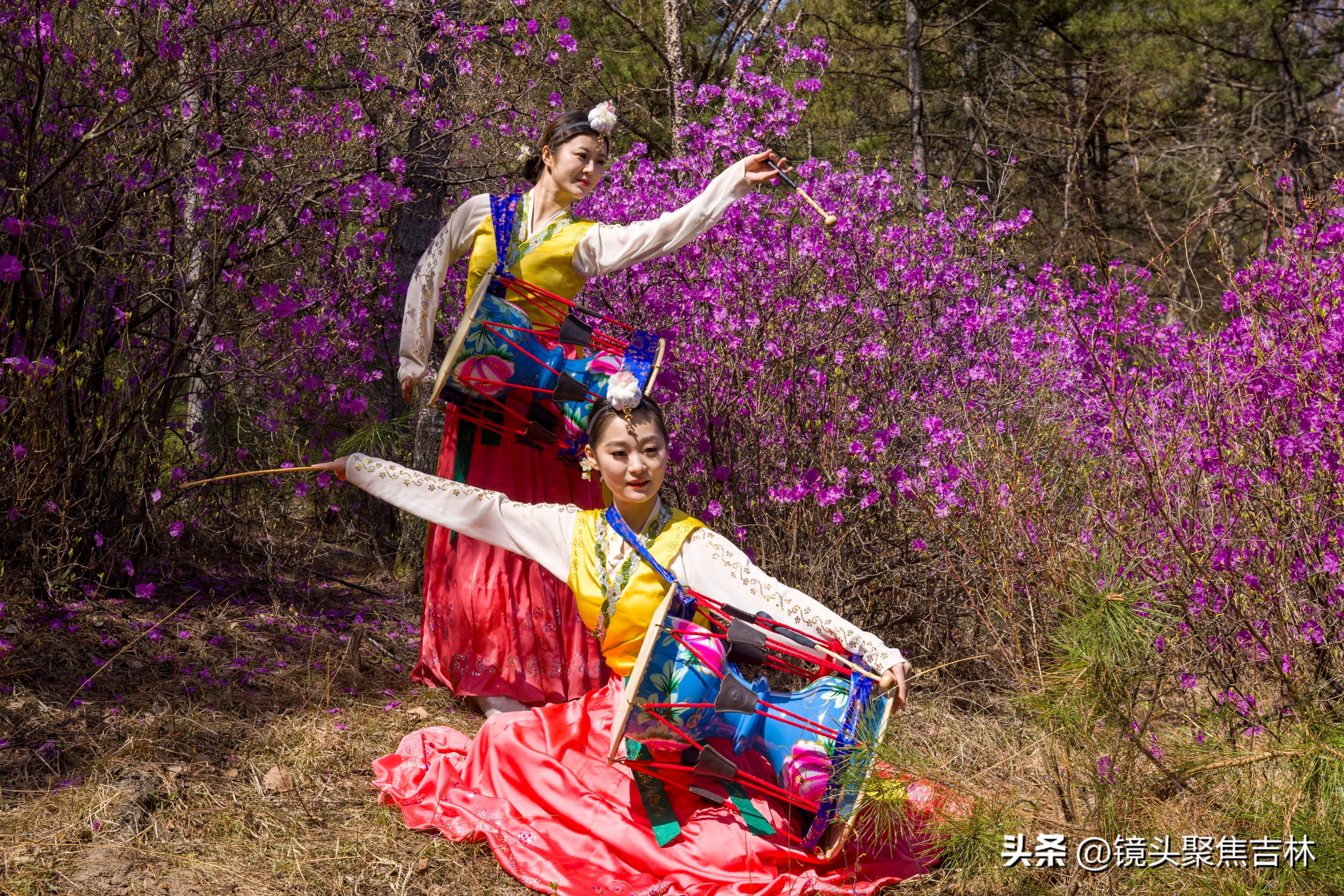 *光春**明媚吉林延边州金达莱花开美如“童话世界”