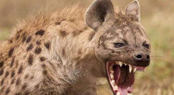 非洲爆发“人狗大战”，斑鬣狗组团袭击人类，为什么要报复我们？