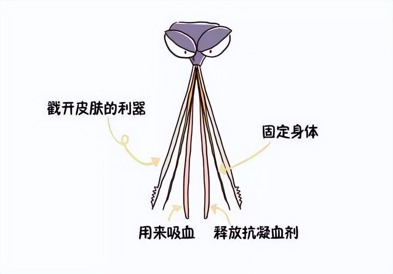蚊子为什么会咬人教案,蚊子为什么会咬人儿童故事