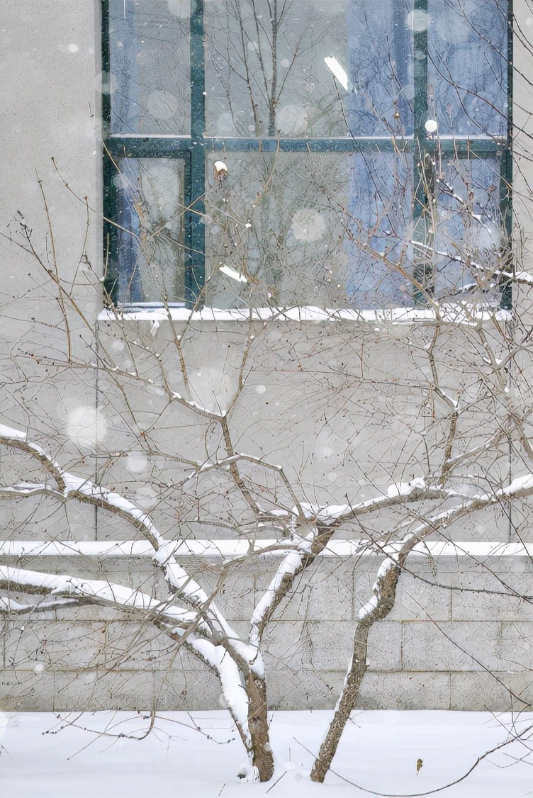 「雪落象牙塔」东北农业大学:银堆玉砌雪漫飞花
