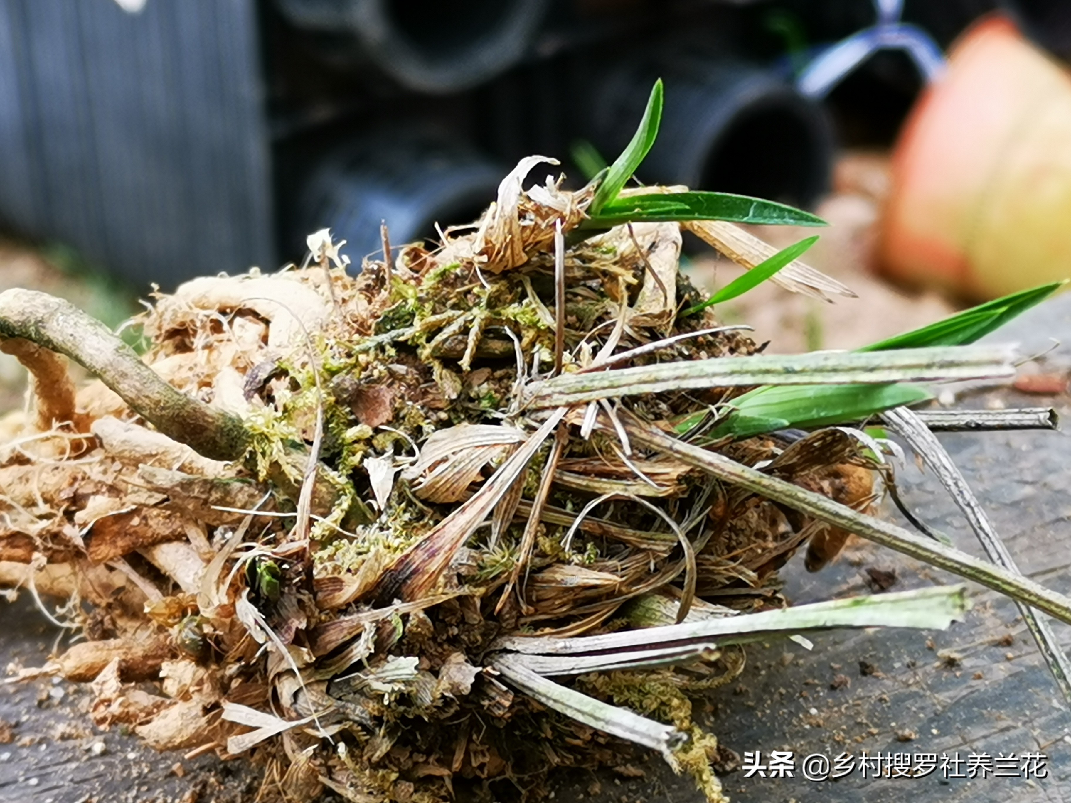 养兰花老手怕腐苗吗,兰花专用土防烂根