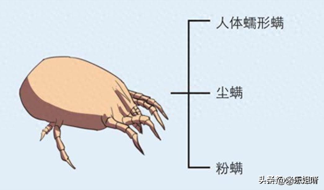 羽绒被暴晒会长虫子吗,羽绒被暴晒还有味道吗