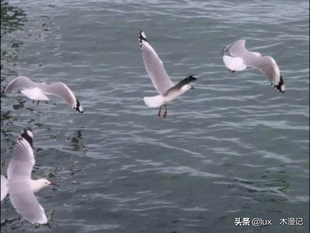 鏂拌タ鍏癲evenport娓哥帺鏀荤暐,鏂拌タ鍏板ゥ鍏嬪叞閮婂