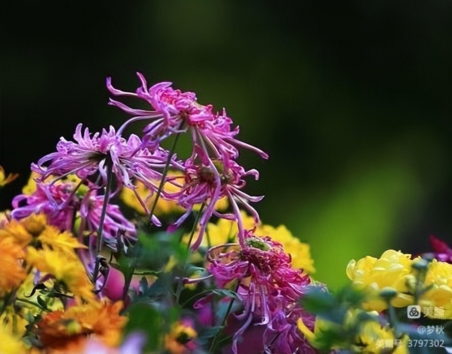 秋风、秋雨、秋韵山东老干部之家诗词雅阁第十二期