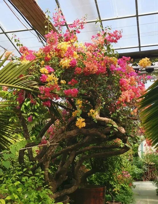 北京植物园的赏花的最好时节,西山秘境惊艳北京的植物