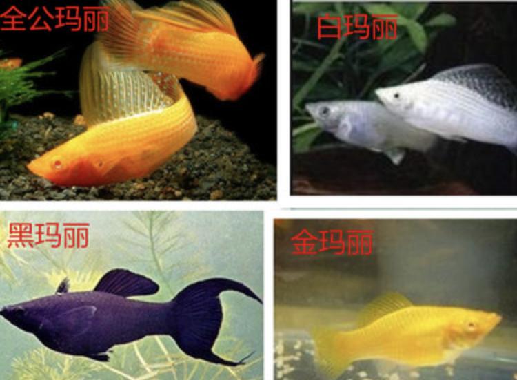 常见的观赏鱼有哪些？大概多少钱？