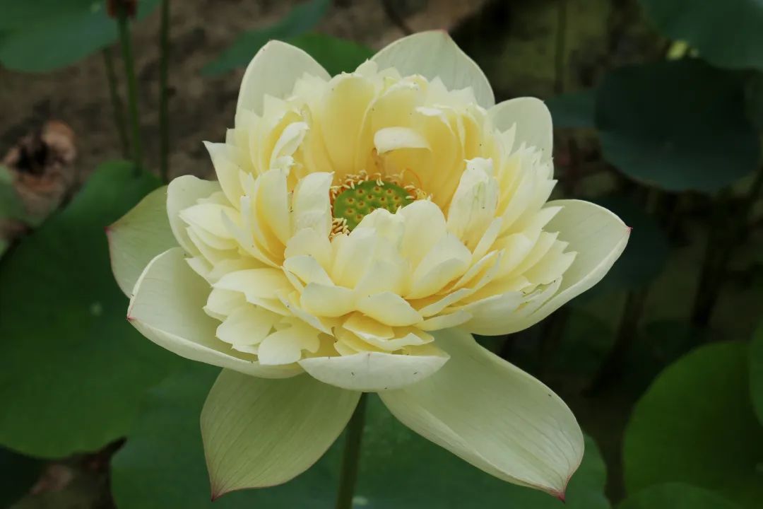 绝美的荷花品种大全图集,超好看荷花品种大型荷花