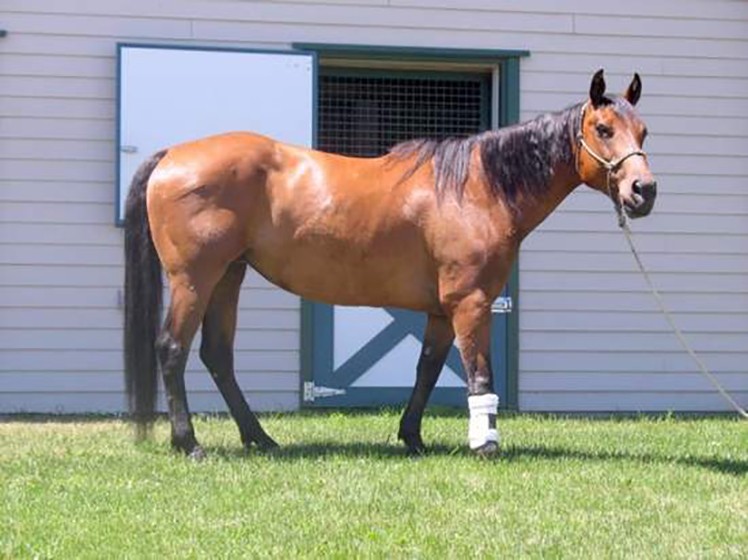 为何马只要断了一条腿，就很难活下来？人类可不可以给马装假肢？