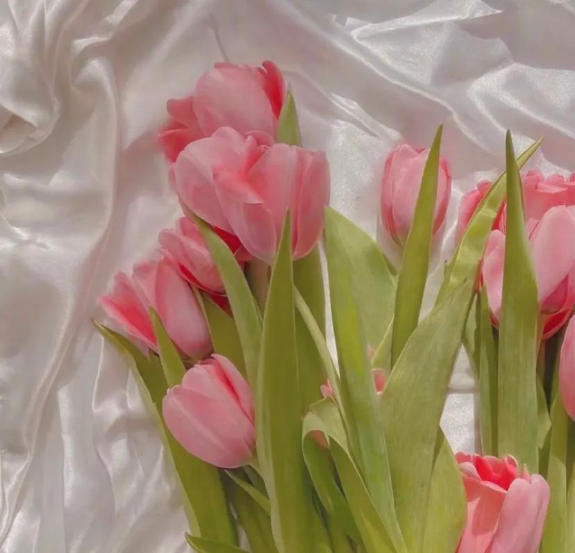 郁金香图片唯美大图,郁金香背景图粉色花海