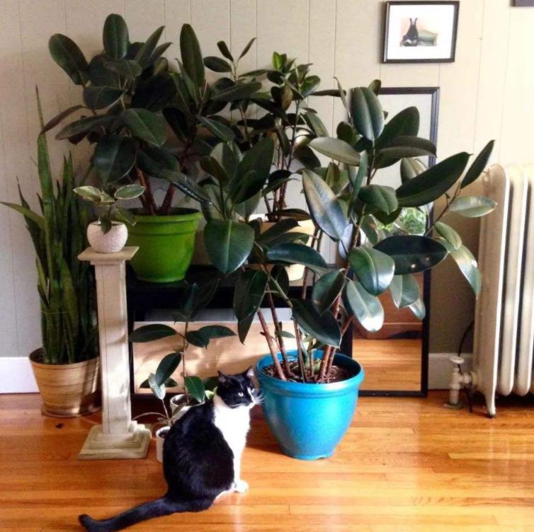 “客厅养树，十有九富”！老祖宗留下的“规矩”，说的太有道理了