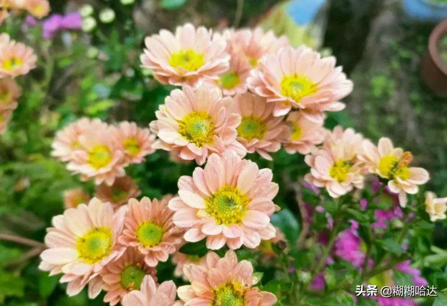 赏心悦目的花朵，风采万千，千姿百态，魅力无限，太美了