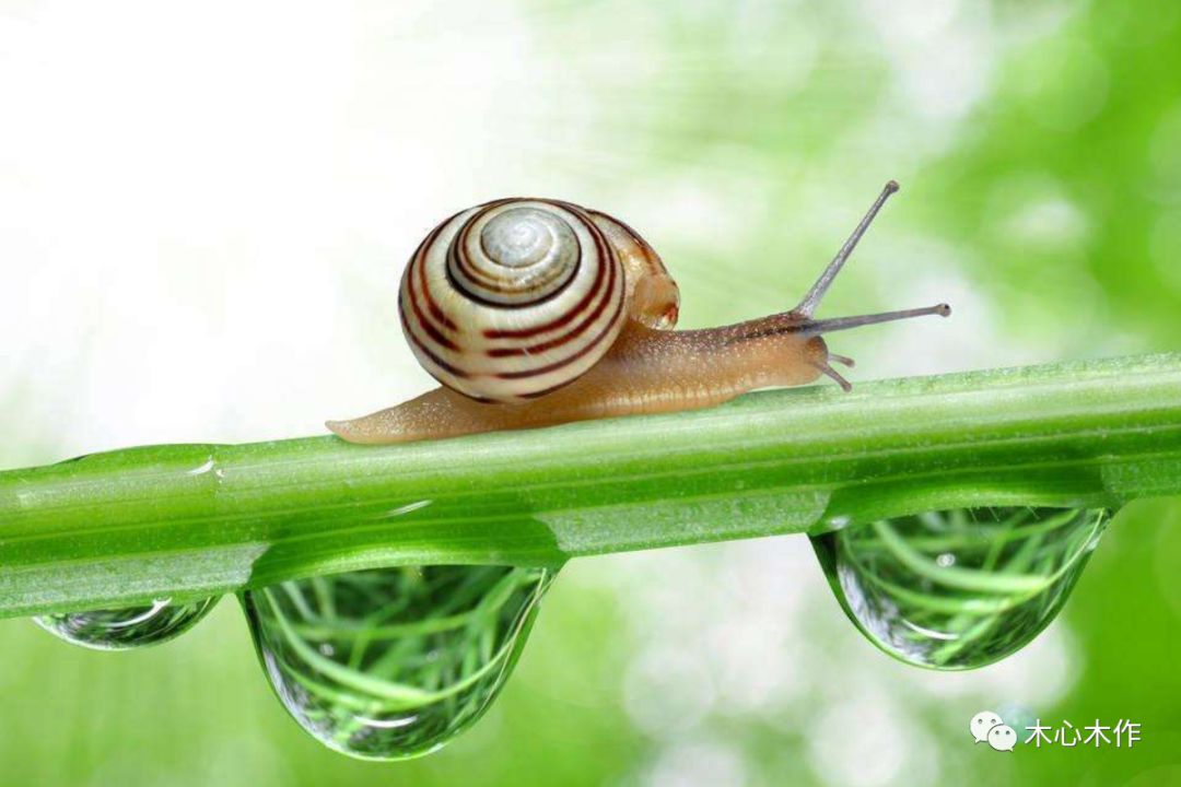 木雕蜗牛,木雕蜗牛的雕刻教程