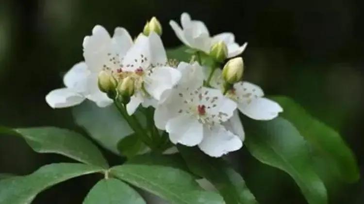 花开荼蘼花事了诗句,花开到荼蘼的诗句