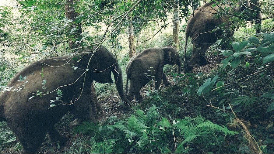 cop15第二次会议,cop15云南会场