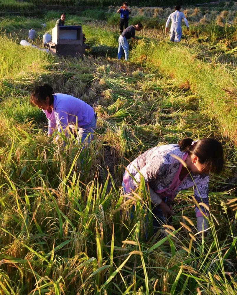 稻菽飘香各地丰收忙,稻菽飘香图片