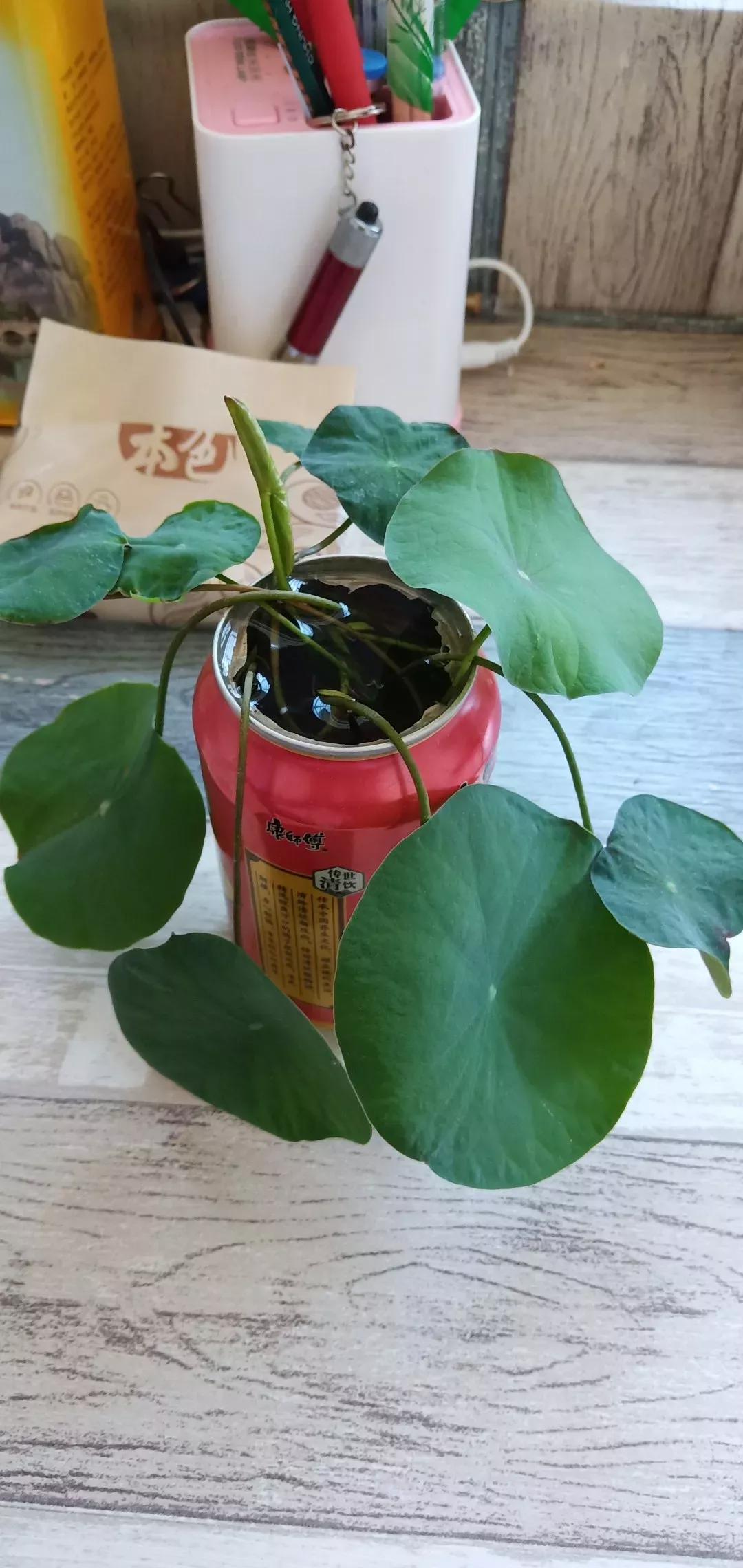 #新人百粉互动新人破百小组新人千粉互动计#我养的睡莲没开花