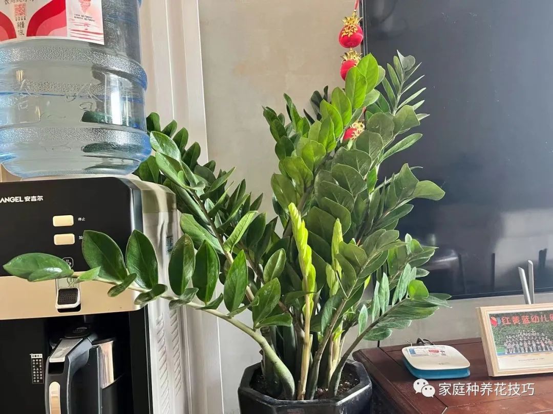 招财进宝植物的风水,寓意招财进宝的植物