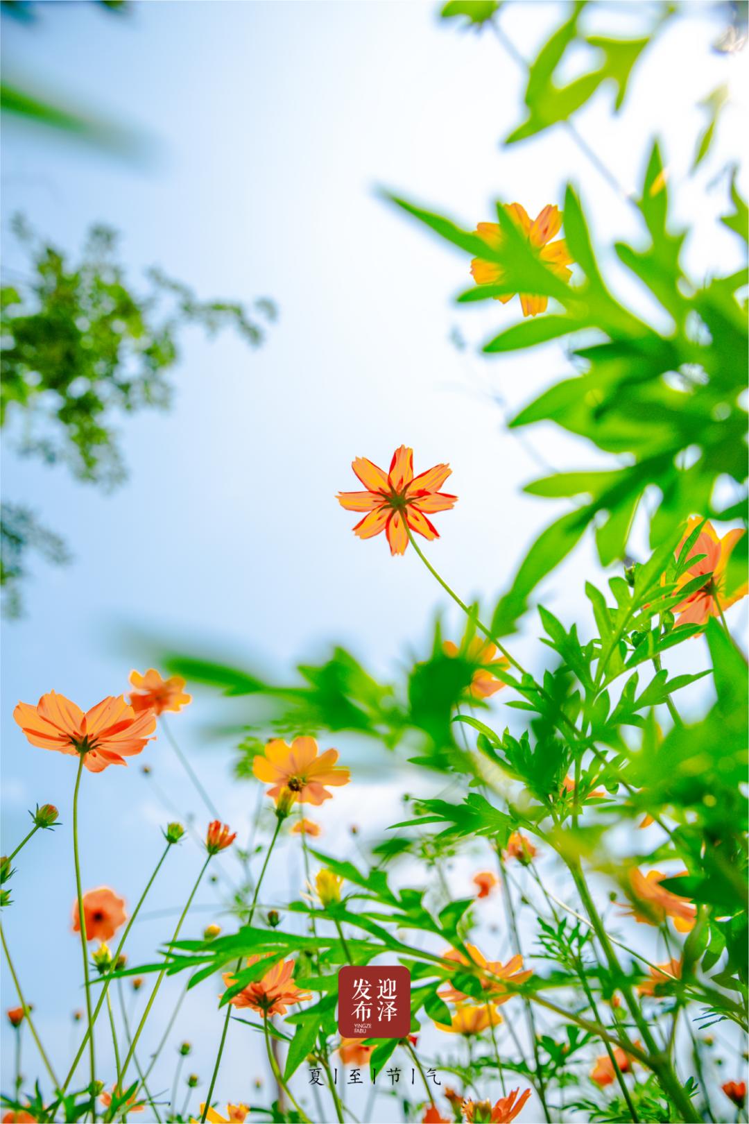 节气夏至已至向阳而生,节气夏至一切如约而至