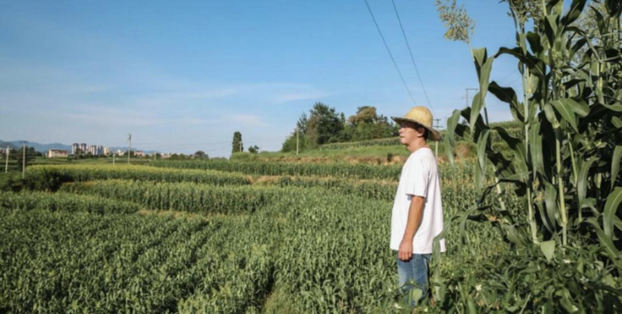 一粒“沙”拣成“金”,品味金沙产区的酱香传奇