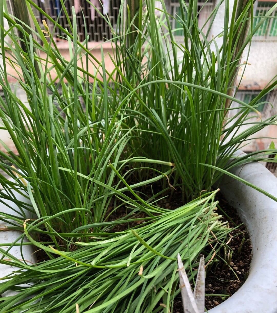 阳台种菜种哪些长得比较快,阳台种菜推荐种什么