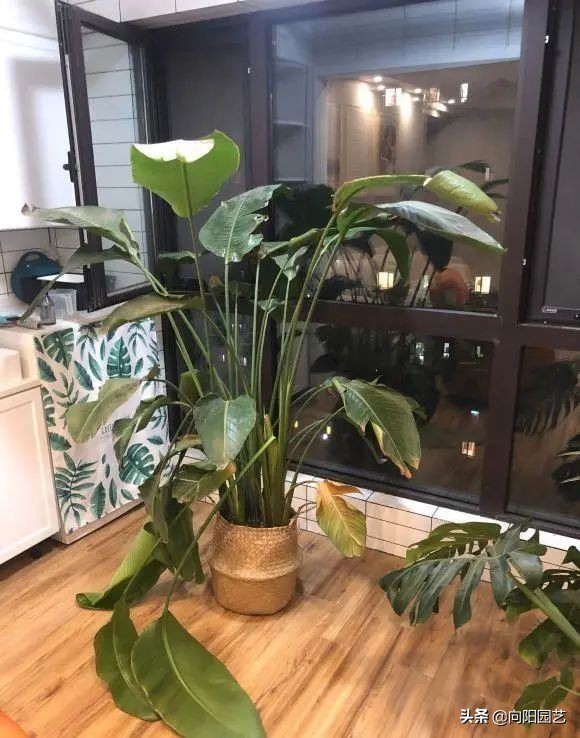 室外阳台观叶植物,阳台盆栽观叶植物