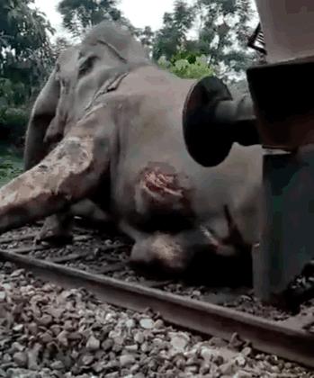 印度男子骑着大象被老虎袭击,印度男子遭豹子追击