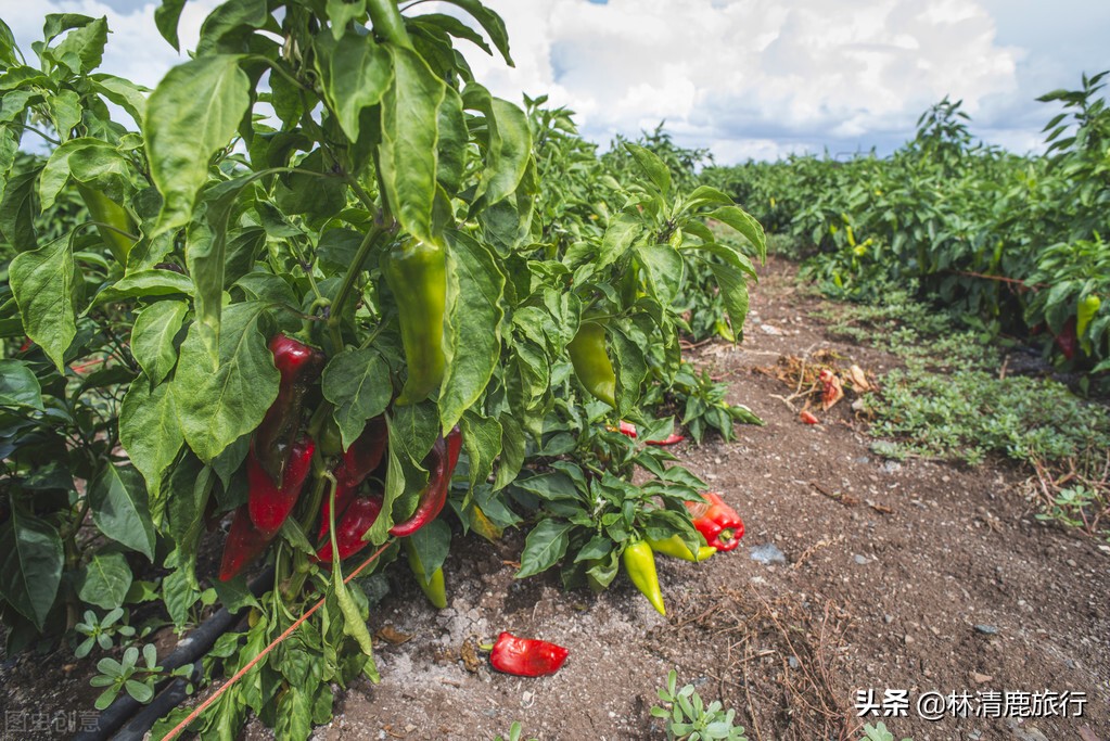 这座180万人口的小城，才是中国吃辣中的王者，煮粥都要放辣椒