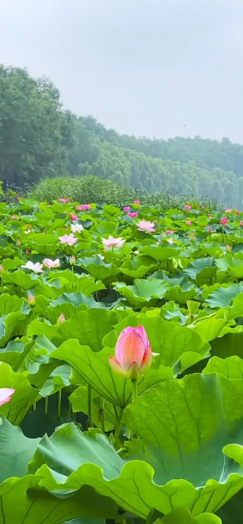 夏的季节荷花图片,三夏荷花图片
