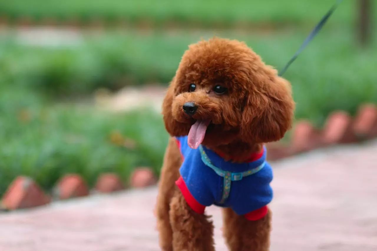 适合女生养的中小型犬推荐,十大适合女孩子养的小型犬