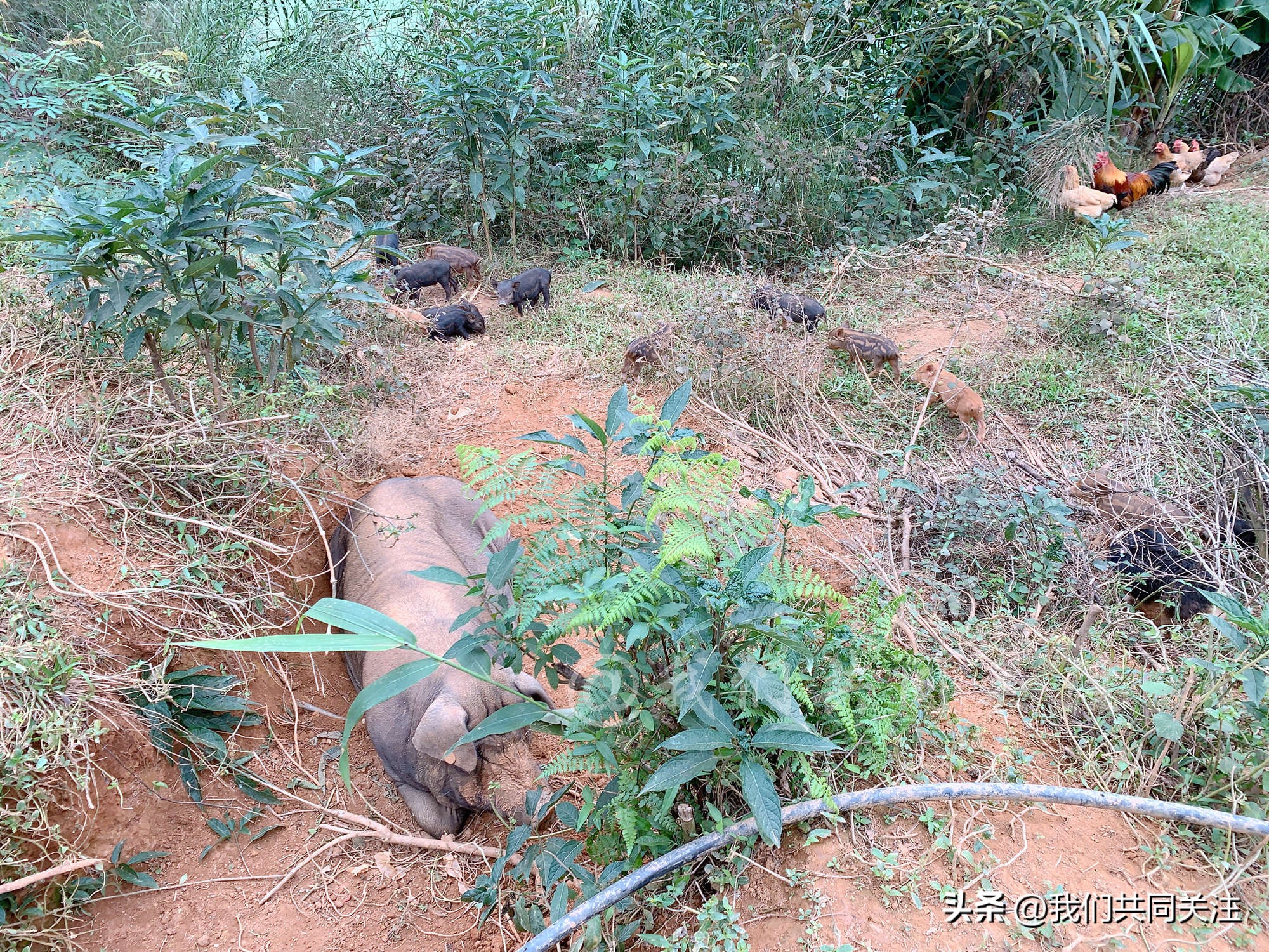 中华田园犬人工繁殖,中华田园犬遇到人类幼崽